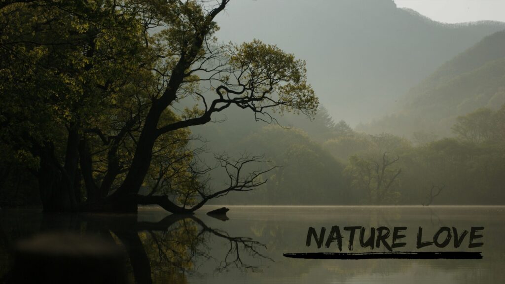 a tree in the middle of a lake near the foggy mountains