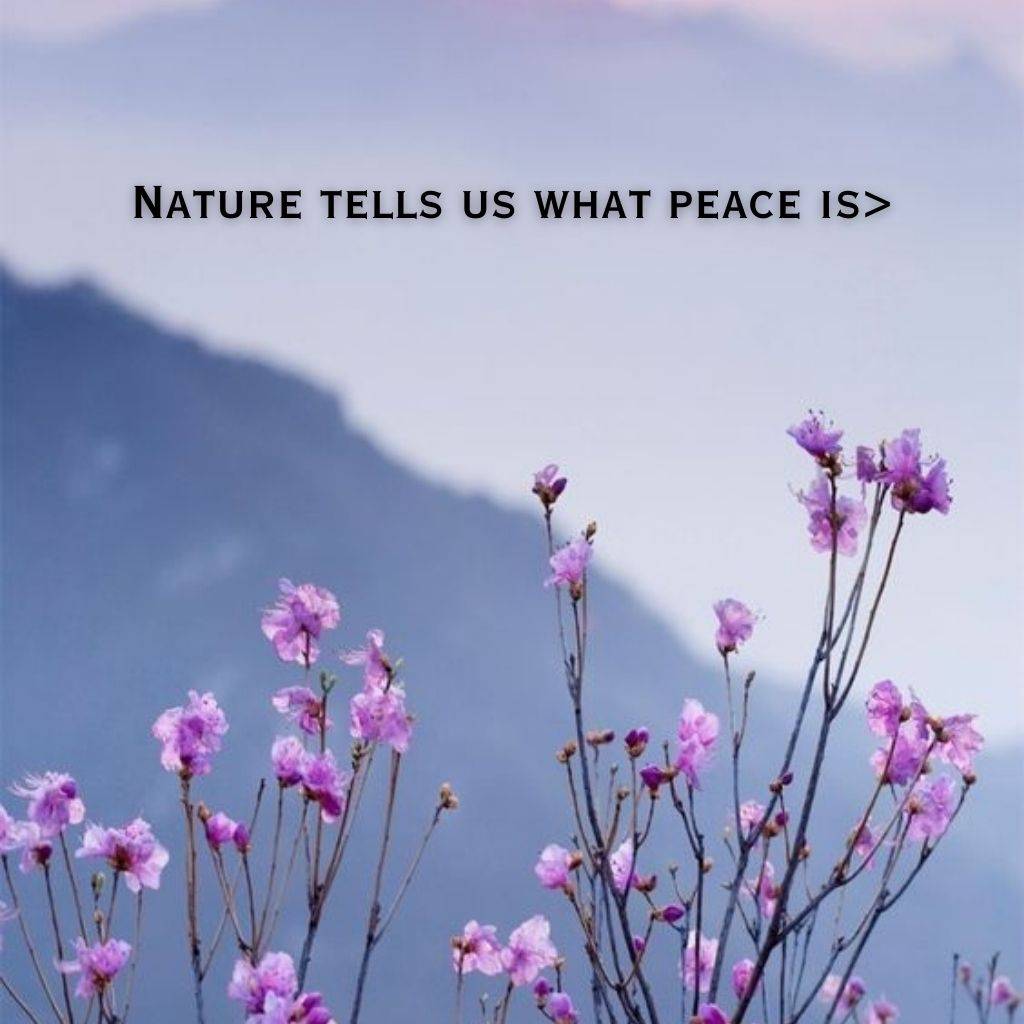 beautiful pink flower image with a nature peace quote