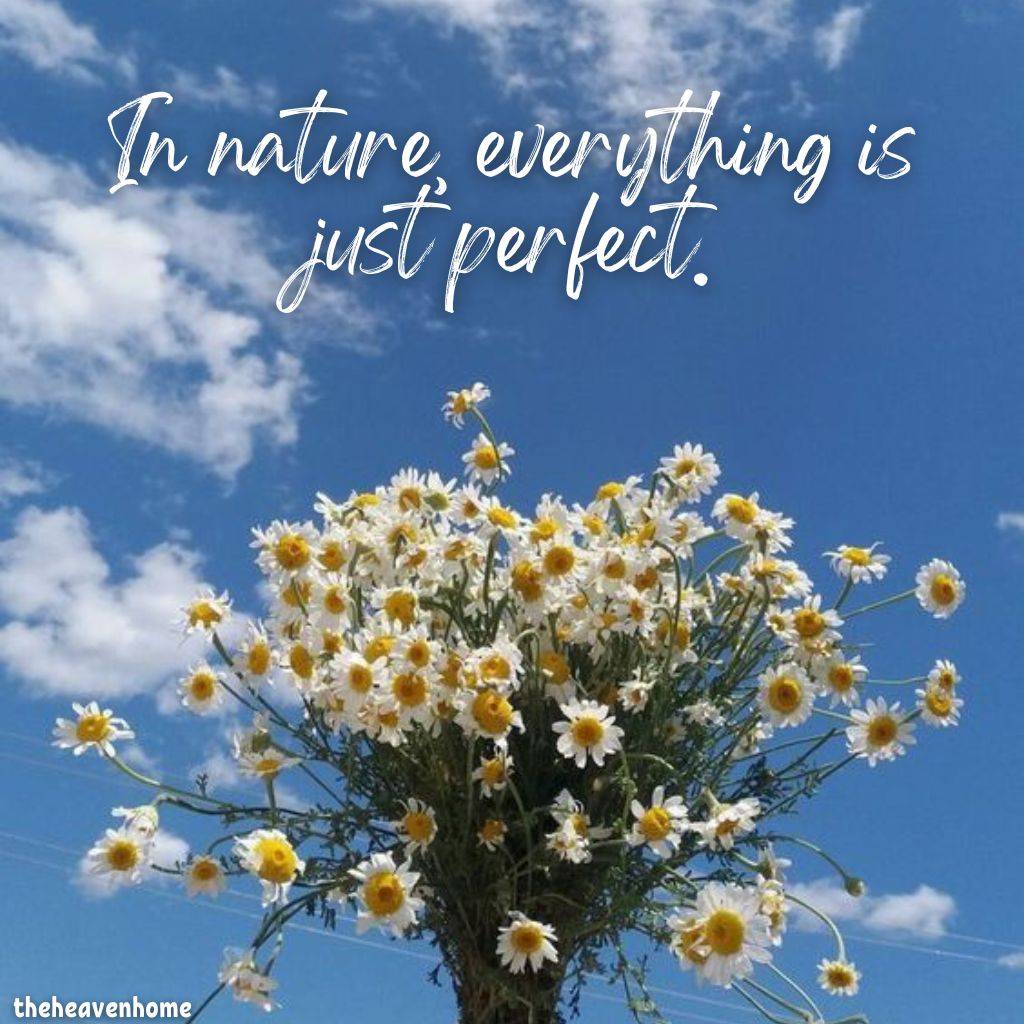 beautiful nature white flowers image with a nature quote