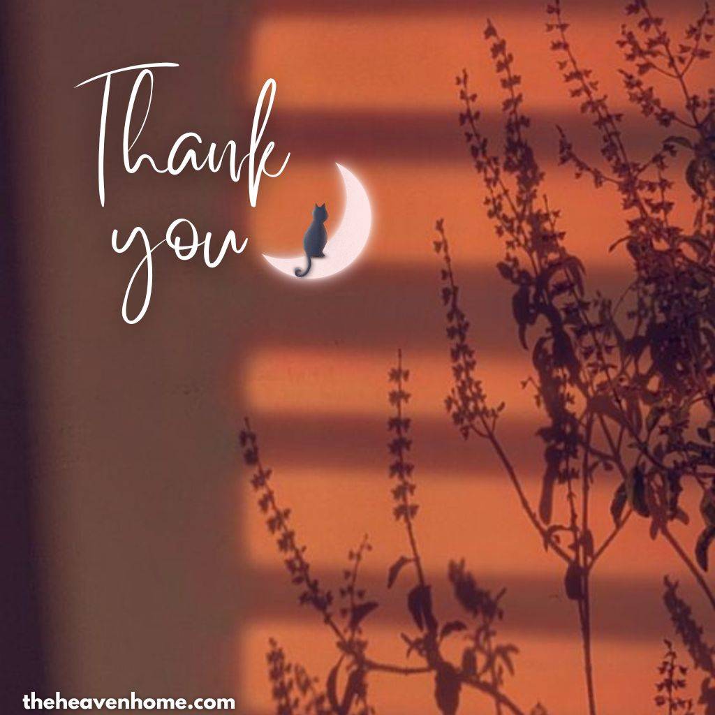 a beautiful evening flowers shadow image with a thank you message