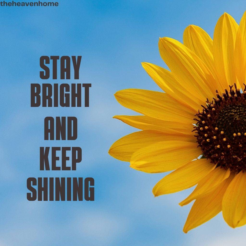 beautiful sunflower image with a motivational quote