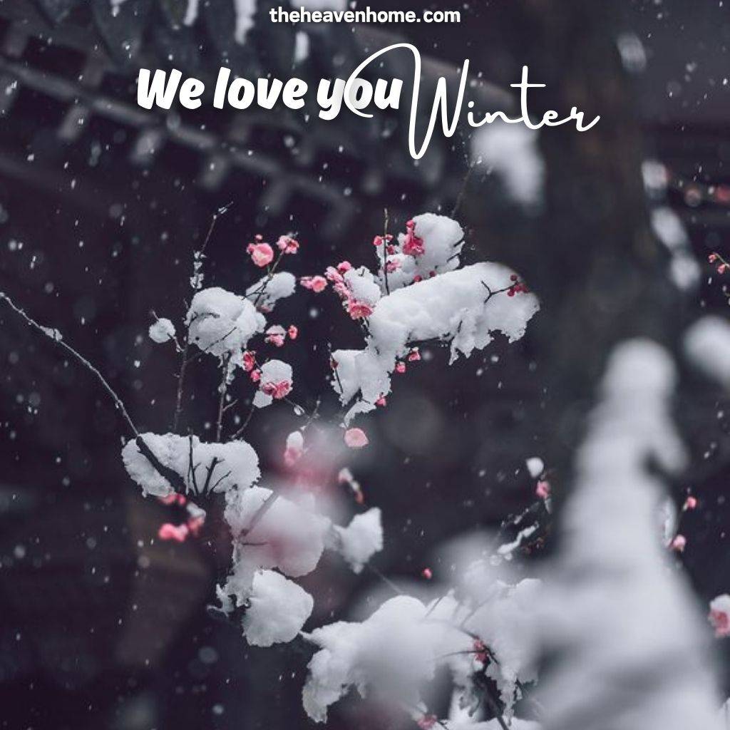 beautiful flowers image covered with snow with a winter nature quote