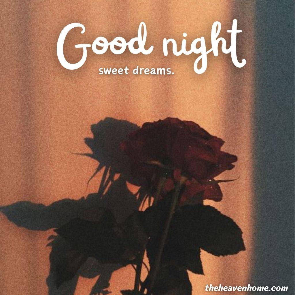 a beautiful red rose image with good night text