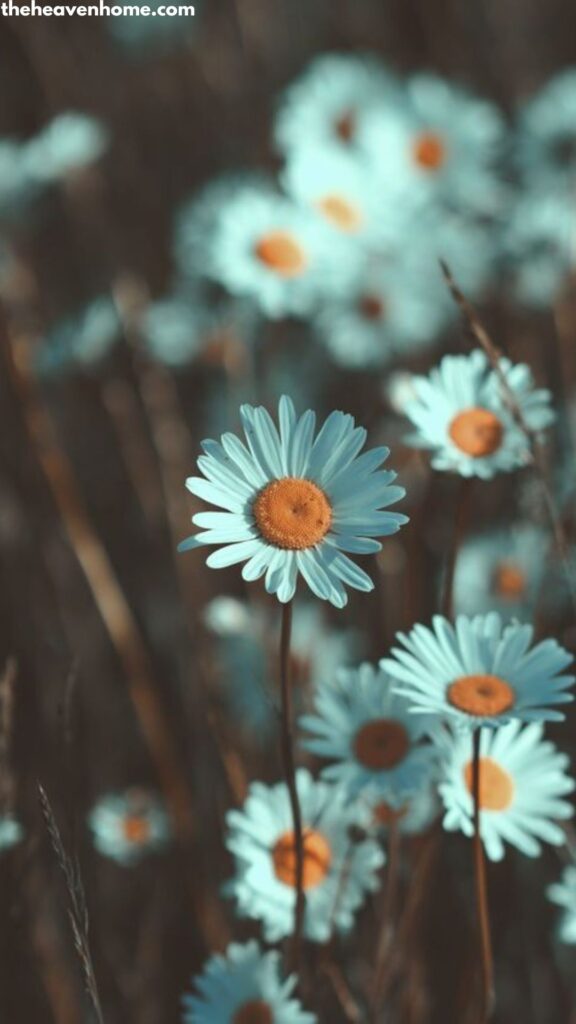 beautiful blue flowers wallpapers for mobile hd