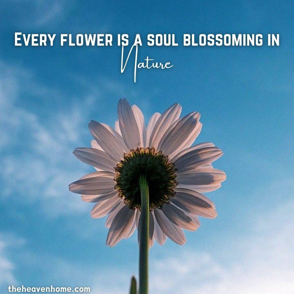 a beautiful white flower image with a flower nature quote