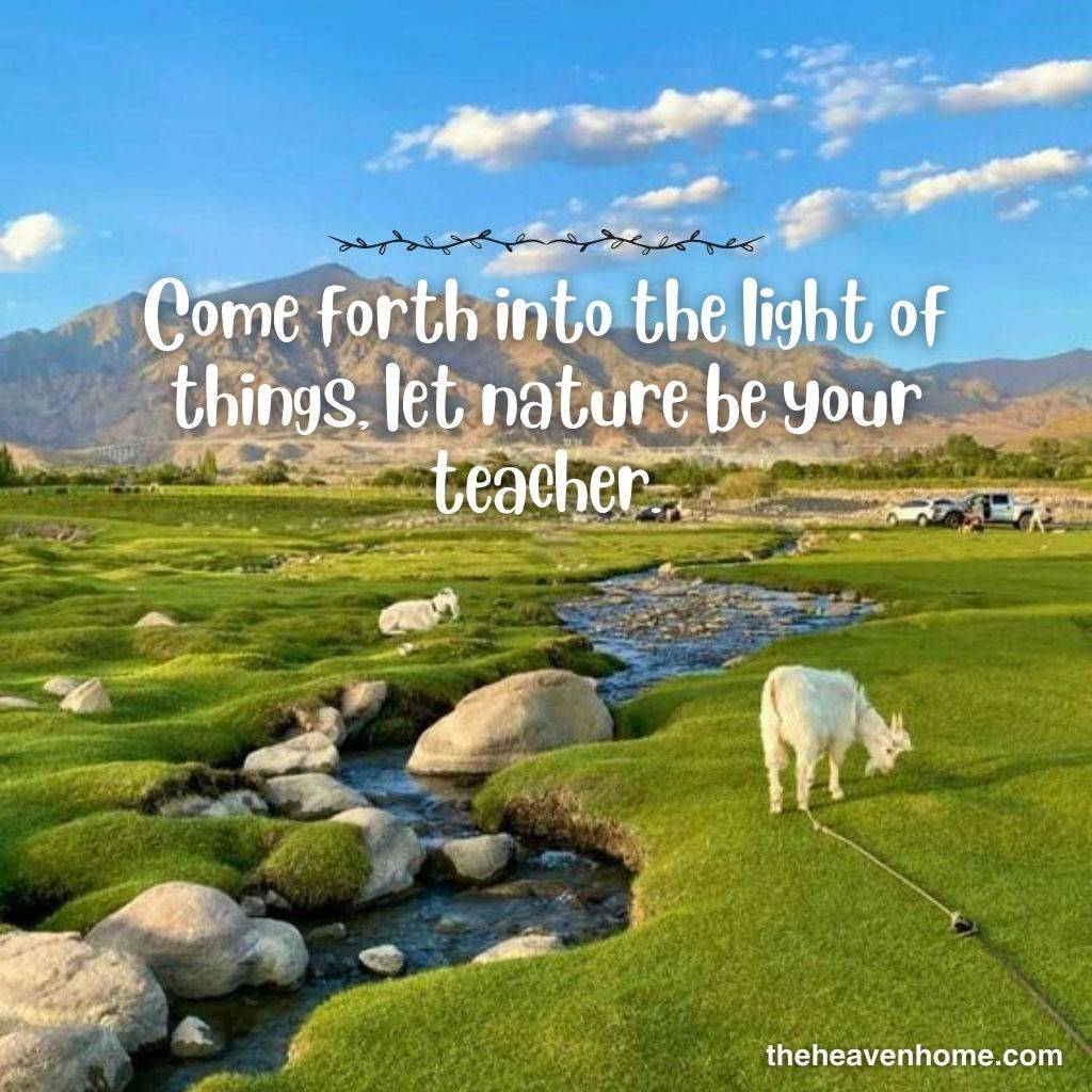 a countryside image with sheeps and river and a nature quote