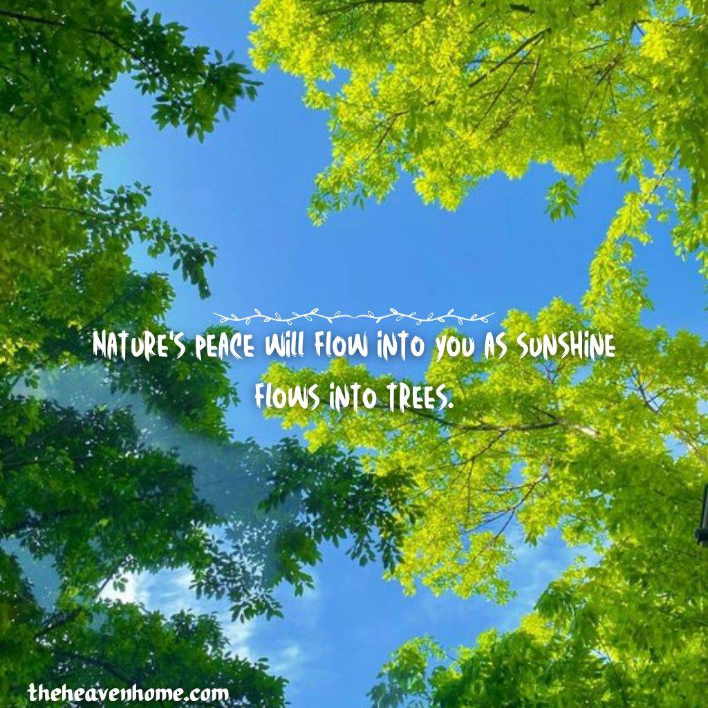 beautiful summer nature image with a nature quote