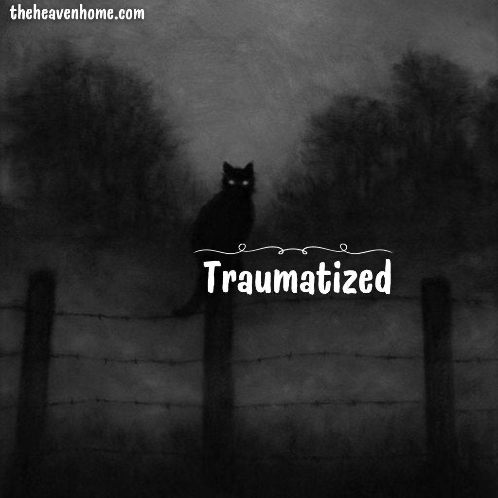 A cat in the darkness image with a english word traumatized