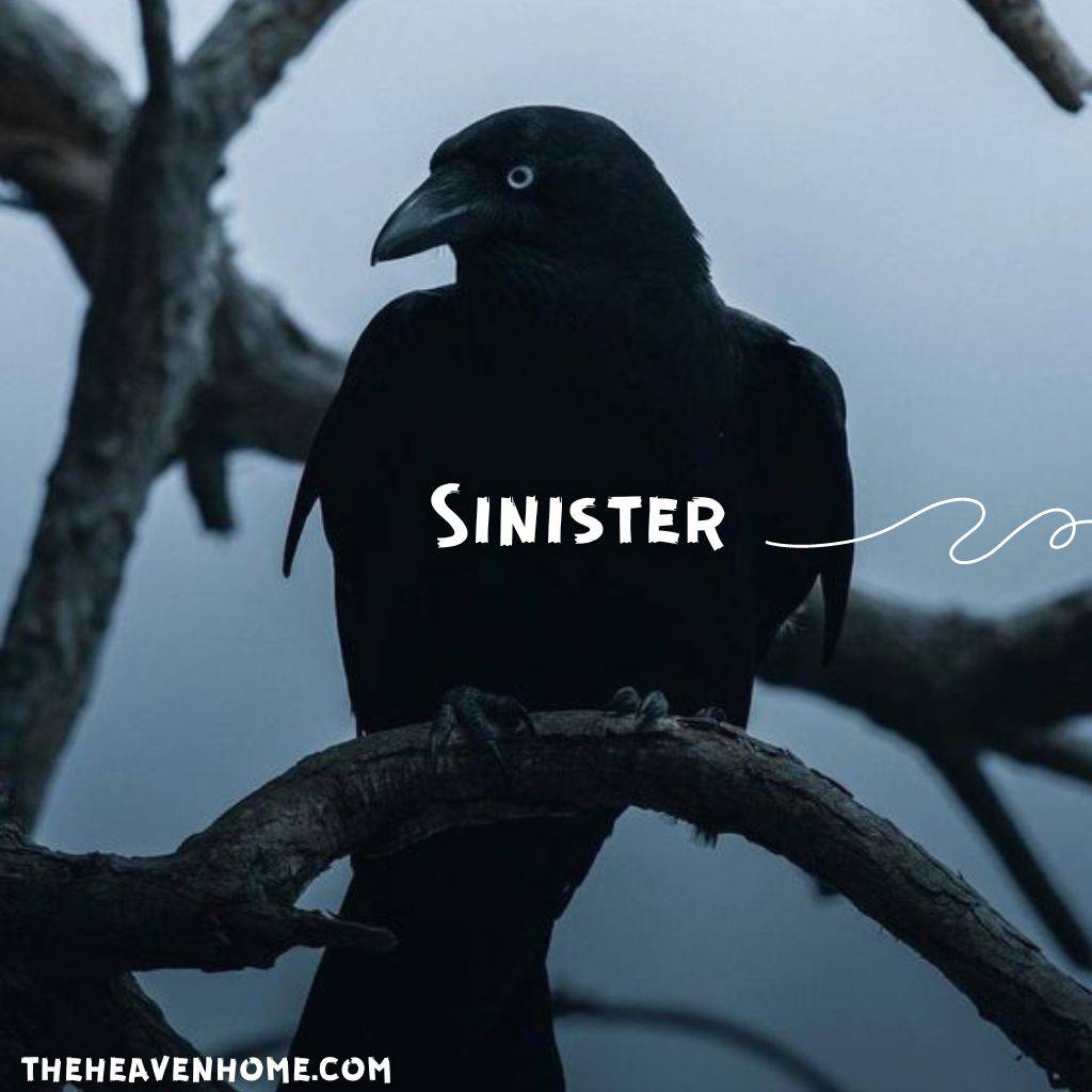 a crow image and a english word sinister