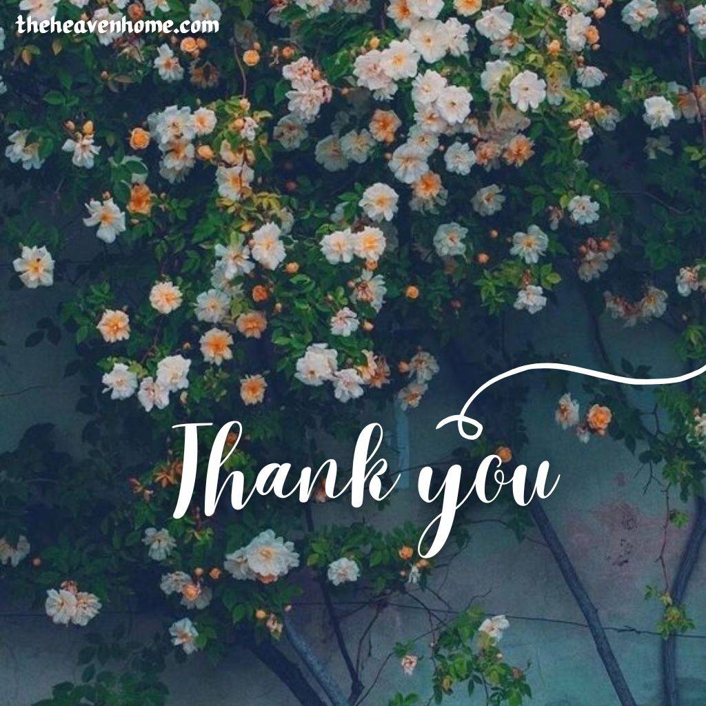 beautiful flowers image with a thank you message