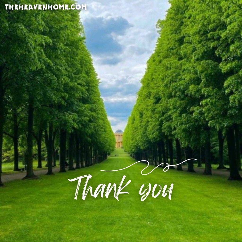 a beautiful park image with a thank you message