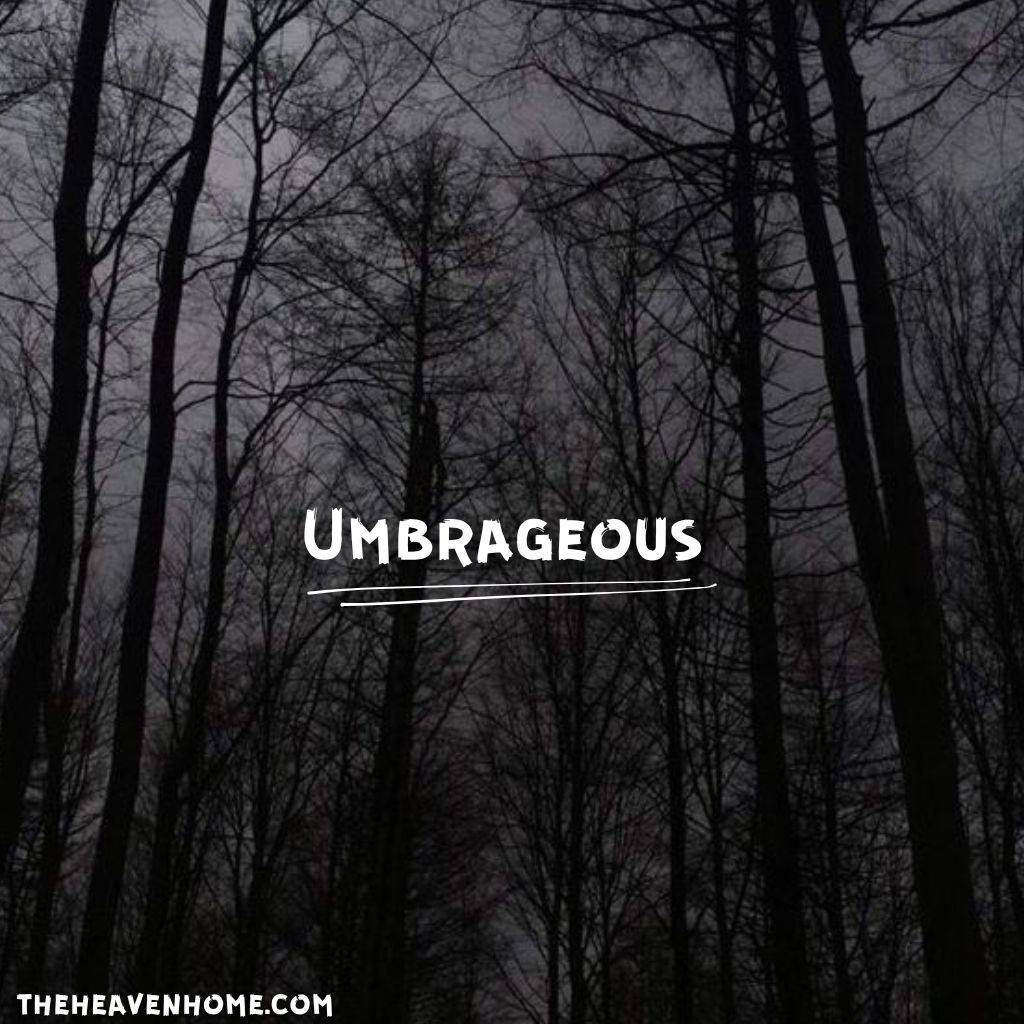 a dark forest image with a english word Umbrageous