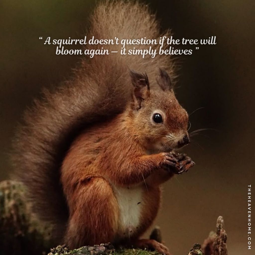 Close-up of a cute red squirrel eating with his small hands while sitting on a bush, image overlays a deep life quote “ A squirrel doesn't question if the tree will bloom again — it simply believes ”